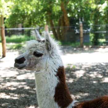 Fotografie getiteld "Regard sérieux d’un…" door Coralie Dauzats, Origineel Kunstwerk, Digitale fotografie