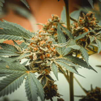 "Cannabis" başlıklı Fotoğraf Ualazarus tarafından, Orijinal sanat, Dijital Fotoğrafçılık