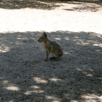 Fotografie getiteld "Portrait en Macro d…" door Coralie Dauzats, Origineel Kunstwerk, Digitale fotografie