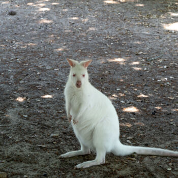 Fotografie getiteld "Wallaby Curieux : U…" door Coralie Dauzats, Origineel Kunstwerk, Digitale fotografie