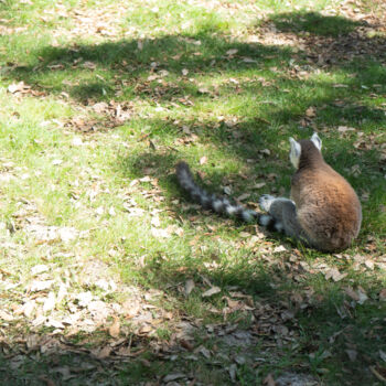Fotografie getiteld "Maki Catta dans l’h…" door Coralie Dauzats, Origineel Kunstwerk, Digitale fotografie