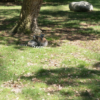 Photography titled "Makis Catta en Étre…" by Coralie Dauzats, Original Artwork, Digital Photography