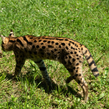 Fotografie getiteld "Silhouette Sauvage…" door Coralie Dauzats, Origineel Kunstwerk, Digitale fotografie