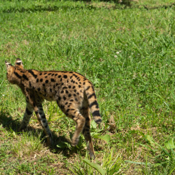Fotografie getiteld "Silhouette Sauvage…" door Coralie Dauzats, Origineel Kunstwerk, Digitale fotografie