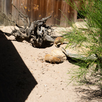 Fotografie getiteld "Jeu Sauvage – Duo d…" door Coralie Dauzats, Origineel Kunstwerk, Digitale fotografie