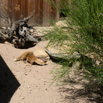 Fotografie getiteld "Mangoustes en Plein…" door Coralie Dauzats, Origineel Kunstwerk, Digitale fotografie