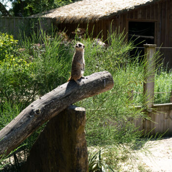 Fotografie getiteld "Suricate en Éveil –…" door Coralie Dauzats, Origineel Kunstwerk, Film fotografie