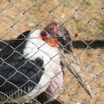 Fotografie getiteld "Derrière le Grillag…" door Coralie Dauzats, Origineel Kunstwerk, Digitale fotografie