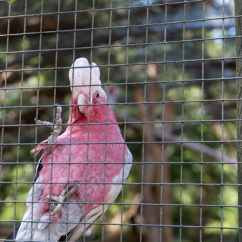 Fotografie getiteld "Cacatoès au Grillag…" door Coralie Dauzats, Origineel Kunstwerk, Digitale fotografie