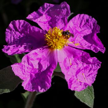 Фотография под названием "Rock Rose" - Jani Recer, Подлинное произведение искусства, Цифровая фотография