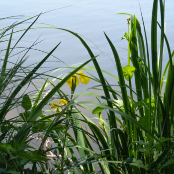 Fotografie getiteld "Iris Jaunes au Bord…" door Coralie Dauzats, Origineel Kunstwerk, Digitale fotografie