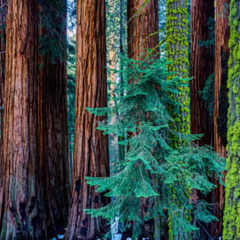 "Millenium Forest II" başlıklı Fotoğraf Philip Richard tarafından, Orijinal sanat, Fotoşopsuz fotoğraf Alüminyum üzerine mon…