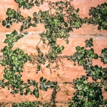 "Life Finds Its Way" başlıklı Baskıresim Banu Muazzez Arpalı tarafından, Orijinal sanat, Dijital Fotoğrafçılık