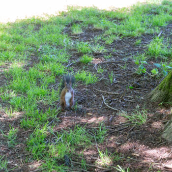 Fotografie getiteld "Regard Curieux – Éc…" door Coralie Dauzats, Origineel Kunstwerk, Digitale fotografie