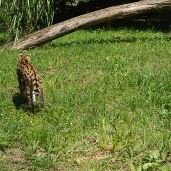 Fotografie getiteld "Solitude du Serval" door Coralie Dauzats, Origineel Kunstwerk, Digitale fotografie