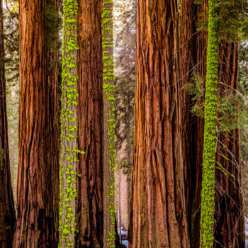 "Millenium Forest III" başlıklı Fotoğraf Philip Richard tarafından, Orijinal sanat, Fotoşopsuz fotoğraf Alüminyum üzerine mo…