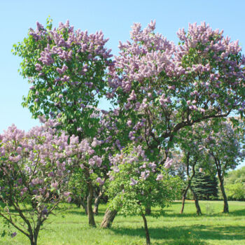"Lilac garden photog…" başlıklı Fotoğraf Irina Afonskaya tarafından, Orijinal sanat, Dijital Fotoğrafçılık