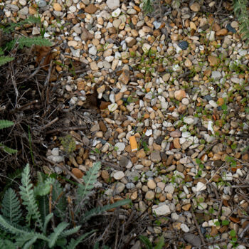 Fotografie getiteld "« Nature Abîmée » –…" door Coralie Dauzats, Origineel Kunstwerk, Digitale fotografie