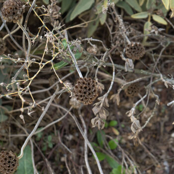Fotografie getiteld "Beauté Fanée du Phl…" door Coralie Dauzats, Origineel Kunstwerk, Digitale fotografie