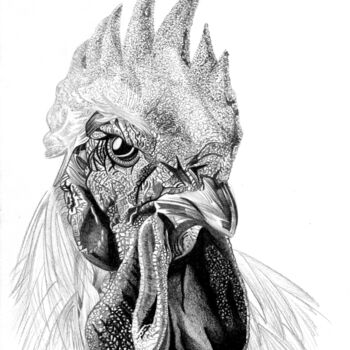 "Coq en colère" başlıklı Resim Dimitri Prévot tarafından, Orijinal sanat, Kalem