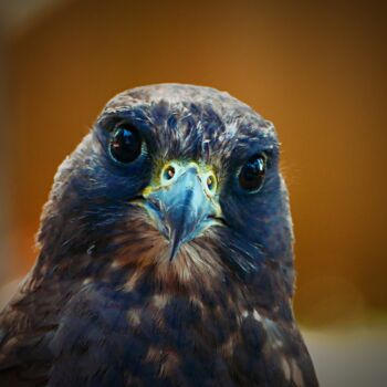 "Falcon Head Portrait" başlıklı Fotoğraf M Alk tarafından, Orijinal sanat, Dijital Fotoğrafçılık