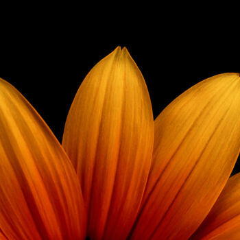 "Llama Dormida" başlıklı Fotoğraf Alex Bold tarafından, Orijinal sanat, Dijital Fotoğrafçılık