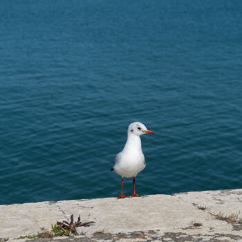 Fotografie getiteld "Pause marine à Sain…" door Coralie Dauzats, Origineel Kunstwerk, Digitale fotografie
