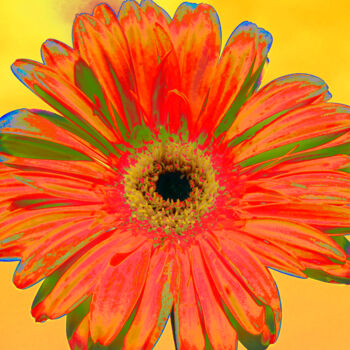 Photography titled "Orange gerbera flow…" by Irina Afonskaya, Original Artwork, Digital Photography