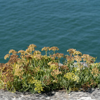 Fotografie getiteld "Criste marine sur u…" door Coralie Dauzats, Origineel Kunstwerk, Digitale fotografie