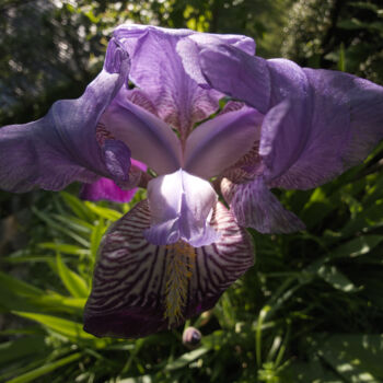 Фотография под названием "Iris" - Jani Recer, Подлинное произведение искусства, Цифровая фотография