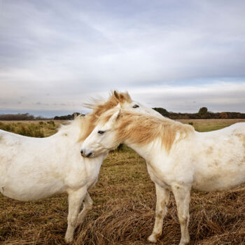 Photography titled "camargue" by Giulio Di Sturco, Original Artwork, Digital Photography