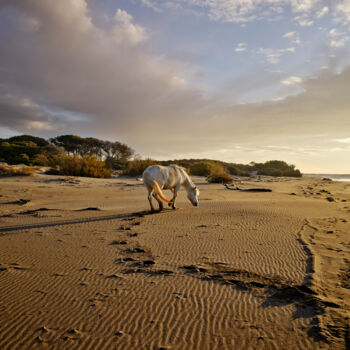 Fotografia intitulada "Camargue #3" por Giulio Di Sturco, Obras de arte originais, Fotografia digital