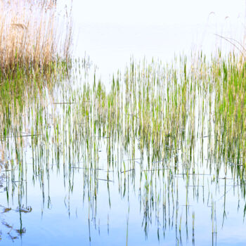 Photography titled "CUTS-Green coding" by Olivier Cuvelette, Original Artwork, Digital Photography