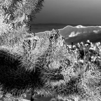 Photography titled "Needles" by Angelo Di Pietrantonio, Original Artwork