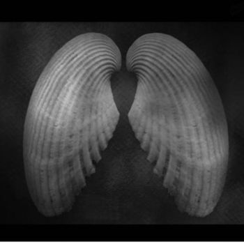 Photography titled "shells" by Coupe Mike, Original Artwork