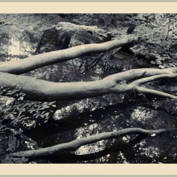 「Amelisweerd-trees」というタイトルの写真撮影 Rob Arbouwによって, オリジナルのアートワーク