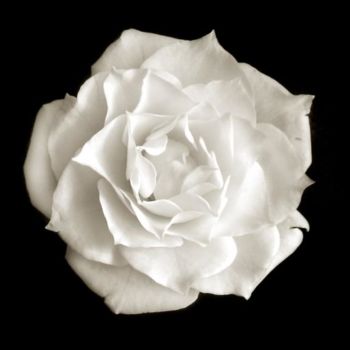Photography titled "whiterosegallery.jpg" by Coupe Mike, Original Artwork
