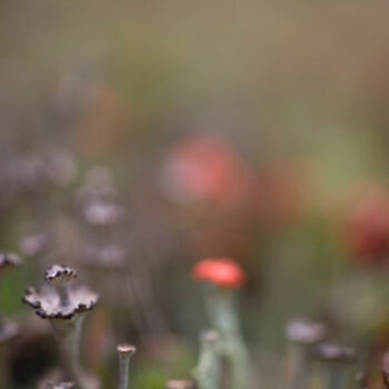 Photographie intitulée "Univers miniature n…" par Chantal Gagné, Œuvre d'art originale