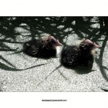 제목이 "Meerkoetjongen"인 사진 Rob Arbouw로, 원작