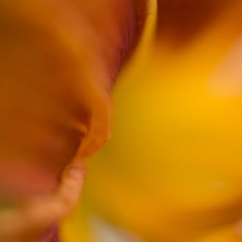 Photographie intitulée "Crémeux" par Chantal Gagné, Œuvre d'art originale
