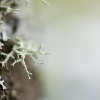 Photographie intitulée "Mousse sur un arbre" par Chantal Gagné, Œuvre d'art originale