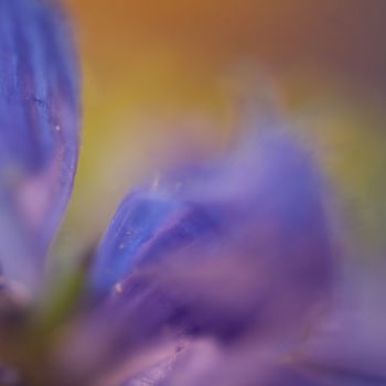 Photographie intitulée "Sfumato" par Chantal Gagné, Œuvre d'art originale