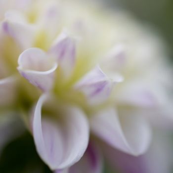 Photographie intitulée "Parfum de blanc" par Chantal Gagné, Œuvre d'art originale