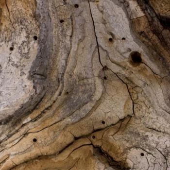 Photographie intitulée "Arbre-mémoire no 10" par Chantal Gagné, Œuvre d'art originale
