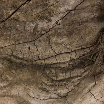 Photographie intitulée "Arbre-mémoire no 12" par Chantal Gagné, Œuvre d'art originale