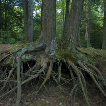 Photographie intitulée "Arbre-mémoire no 15" par Chantal Gagné, Œuvre d'art originale
