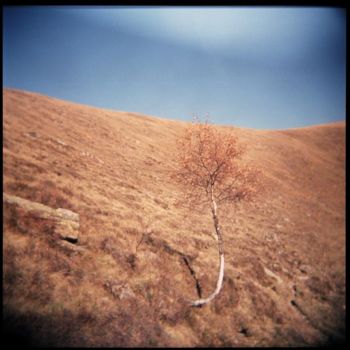 Fotografie getiteld "The tree of Icarus" door Gianluca Faletti, Origineel Kunstwerk