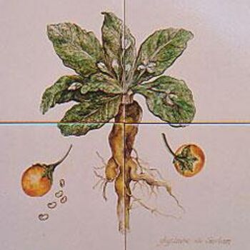 Peinture intitulée "MANDRAGORE" par Ghyslaine De Sevlian, Œuvre d'art originale, Huile