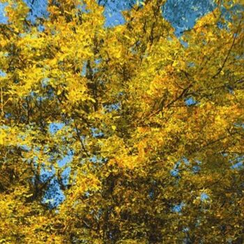 Digital Arts titled "Autumnly #33" by Ken Grzesik, Original Artwork, Digital Painting