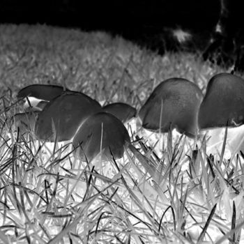 摄影 标题为“Mushroom” 由Angelo Di Pietrantonio, 原创艺术品